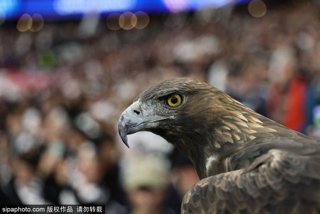 德甲彩经:法兰克福反客为主 圣保利主场拿分的精彩对决 德甲彩经:法兰克福反客为主 圣保利主场拿分的精彩对决